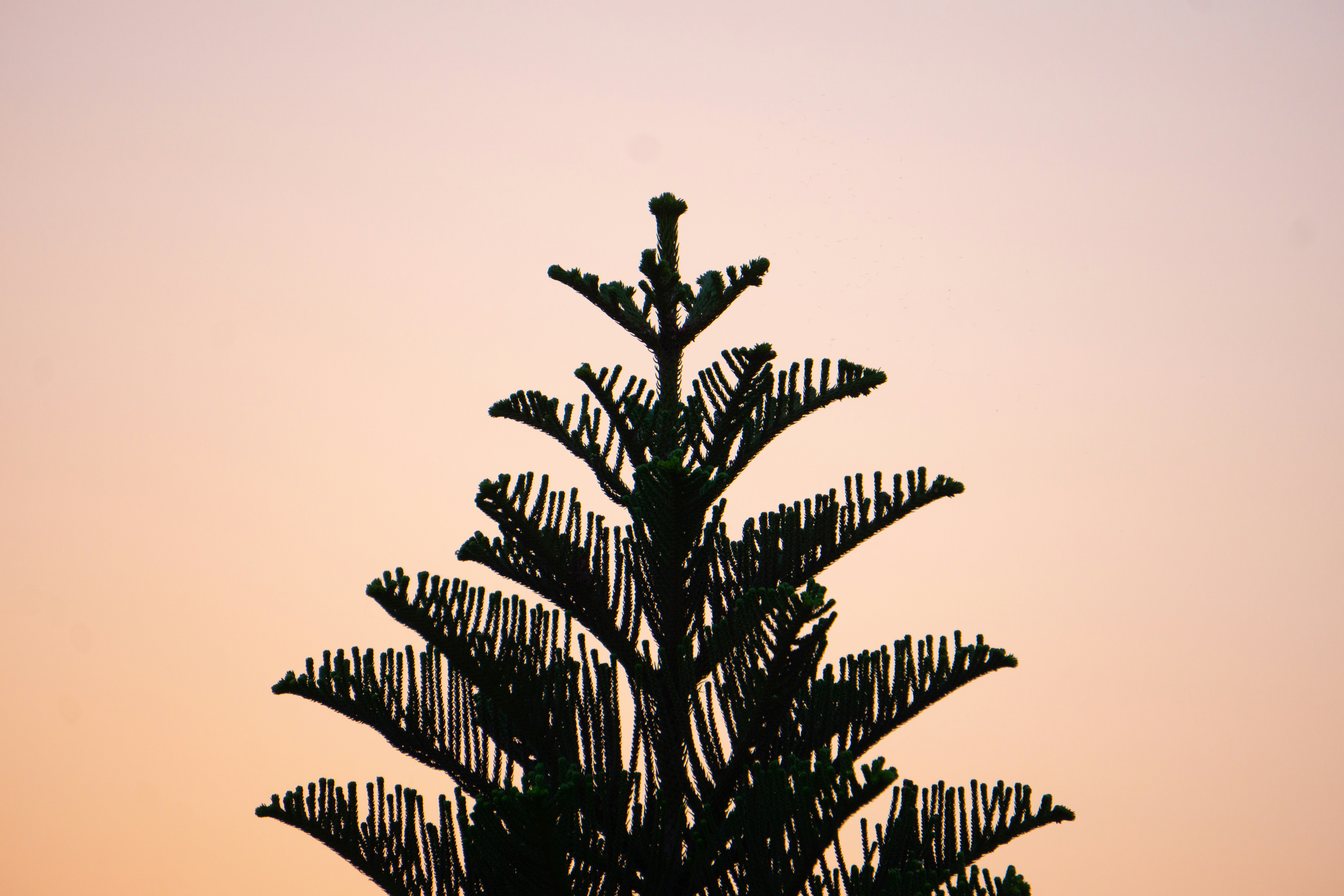 green palm tree under white sky